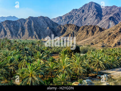 Oase mit Palmen in den Hajar-Gebirge, Fujairah, Vereinigte Arabische Emirate Stockfoto