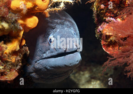 Mittelmeer Muräne (Muraena Helena) im Tierheim, Sithonia, Chalkidiki, auch Halkidiki, Aegean, Mittelmeer, Griechenland Stockfoto