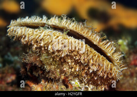 Edle Steckmuschel (Pinna Nobilis), Sithonia, Chalkidiki, auch Halkidiki, Aegean, Mittelmeer, Griechenland Stockfoto