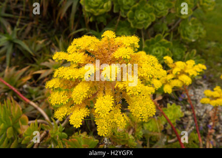 Die gelbe Blüte einer Aeonium Arboreum (Hauswurz Baum) auf der Insel Tresco in die Isles of Scilly