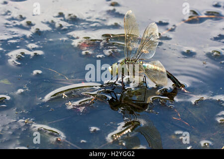 Erwachsene weibliche Kaiser Libelle (Anax Imperator), Verlegung von Eiern auf dem Wasser, Burgenland, Österreich Stockfoto