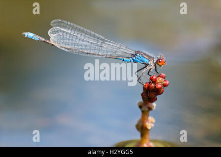 Kleine Red-eyed Damselfly (Erythromma Viridulum), Burgenland, Österreich Stockfoto