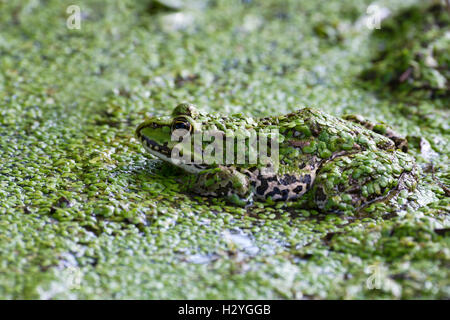 Die essbaren Frosch (Rana Esculenta) Wasserlinsen, Wasser, Burgenland, Österreich Stockfoto