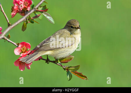 Zilpzalp (Phylloscopus Collybita), Vogel, thront, blühender Zweig, Burgenland, Österreich Stockfoto