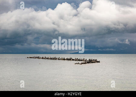 Kormorane, Möwen und Enten Zuflucht auf den Felsen von Gewitterwolken über dem Genfer See Stockfoto