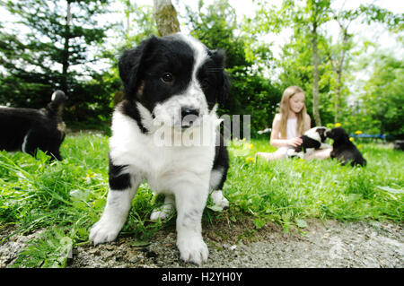 Mädchen spielen im Freien mit jungen Hunden Stockfoto