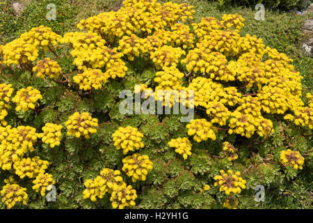 Die gelbe Blüte einer Aeonium Arboreum (Hauswurz Baum) auf der Insel Tresco in die Isles of Scilly