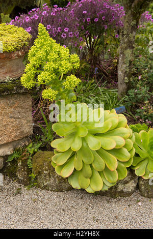 Wilde Aeonium (Baum Hauswurz) in den Klostergarten auf der Insel Tresco in die Isles of Scilly, England, Vereinigtes Königreich Stockfoto