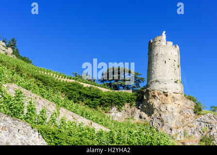 Wachturm Tournon-Sur-Rhône 16. Jahrhundert Tour de l'Hôpital übersehen von terrassierten Weinberge oberhalb von Tournon-Sur-Rhône, Ardèche, Frankreich Stockfoto