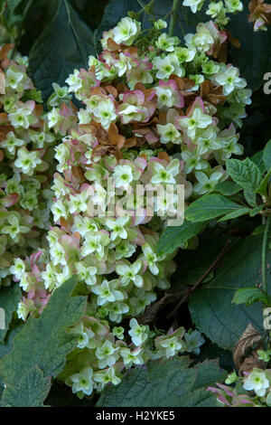 Die Blütenblätter ein Eichenblatt-Hortensie beginnen, rosa färben, wie der Herbst beginnt. Hydrangea Quercifolia hovaria Stockfoto