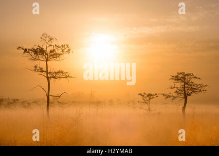 Sonnenaufgang und Zwerg Zypresse (Taxodium Distichum), Sawgrass Grasland, Nebel, Everglades-Nationalpark, Florida USA Stockfoto