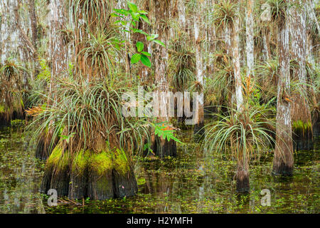 Kahlen Zypressen mit Bromelien und Farne gedeckt innerhalb einer Zypresse Dome - Everglades National Park, Florida, USA Stockfoto