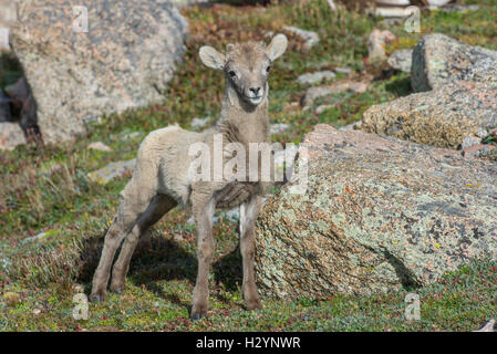 Bighorn Schafe Lamm (Ovis Canadensis) Rocky Mountain National Park, Colorado USA Stockfoto