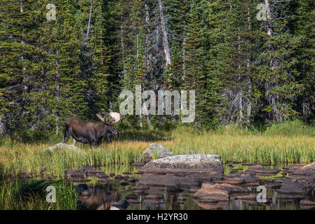 Stier, Elch (Alces Alces) auf Nahrungssuche am Rand des Teiches, Indian Peaks Wilderness, Rocky Mountains, Colorado, USA Stockfoto