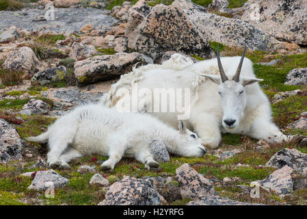 Bergziege (Oreamnos Americanus), Kindermädchen und Kid, ruhen zusammen, Mount Evans Wilderness Area Rocky Mountains, Colorado USA Stockfoto