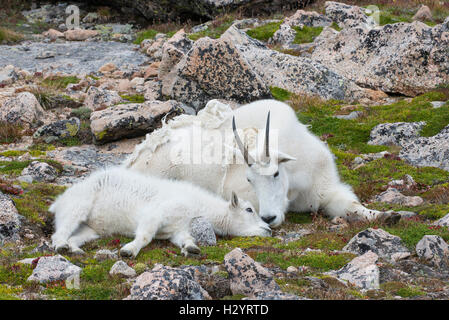 Bergziege (Oreamnos Americanus), Kindermädchen und Kid, ruhen zusammen, Mount Evans Wilderness Area Rocky Mountains, Colorado USA Stockfoto