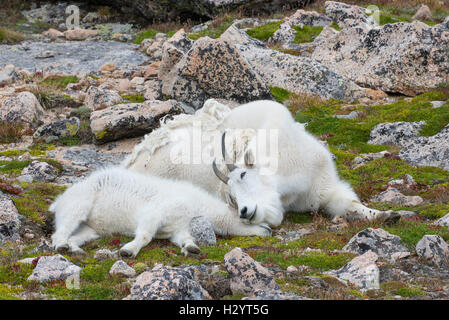 Bergziege (Oreamnos Americanus), Kindermädchen und Kid, ruhen zusammen, Mount Evans Wilderness Area Rocky Mountains, Colorado USA Stockfoto