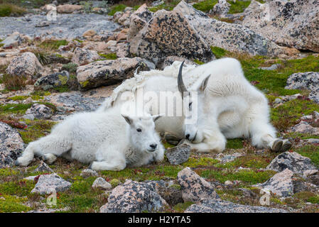 Bergziege (Oreamnos Americanus), Kindermädchen und Kid, ruhen zusammen, Mount Evans Wilderness Area Rocky Mountains, Colorado USA Stockfoto