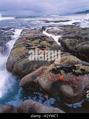 Felsige Küste und Tide Pools mit Ocker Seestern (Pisaster Ochraceus), Olympic Nationalpark, Pazifik, WA USA Stockfoto