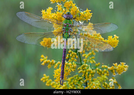 Gemeine grüne Darner-Libelle (Anax junius) auf Goldrutenblüten (Solidago-Arten) E USA, von Skip Moody/Dembinsky Photo Assoc Stockfoto