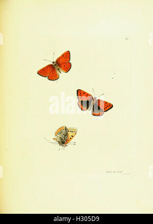 Das Werk zeigt detaillierte Darstellungen verschiedener Schmetterlingsarten, insbesondere der Gattung Papilio, die in Großbritannien gefunden wurde. Die Abbildungen sind der Schlüssel zum Verständnis der Schmetterlingsvielfalt in der Region. Stockfoto