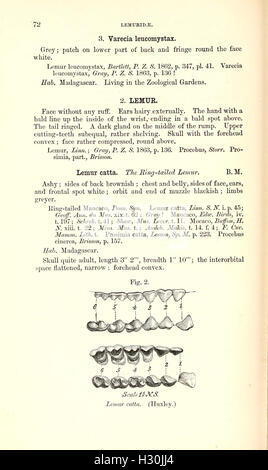 Dieser Katalog enthält eine Bestandsaufnahme von Affen, Lemuren und fruchtfressenden Fledermäusen, die in einer Museumssammlung untergebracht sind, mit detaillierten Beschreibungen der Arten und ihrer biologischen Eigenschaften. Stockfoto