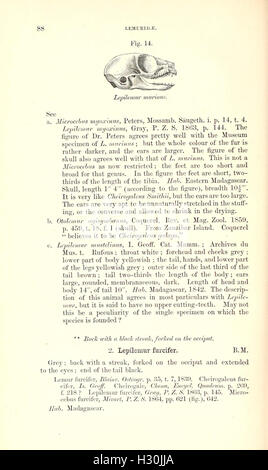 Ein Katalog von Affen, Lemuren und fruchtfressenden Fledermäusen mit detaillierten Beschreibungen und Klassifizierungen dieser Arten. Stockfoto