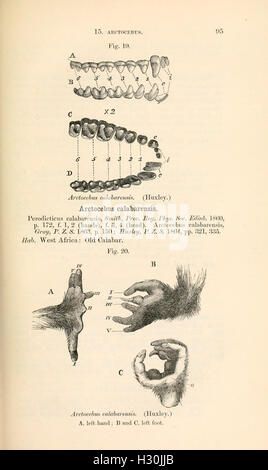 Ein Katalog, der die Arten von Affen, Lemuren und fruchtfressenden Fledermäusen im Museum auflistet, wobei der Schwerpunkt auf ihre biologischen Eigenschaften und Lebensraumbedürfnisse gelegt wird. Stockfoto