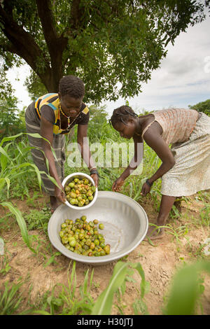 Frauen sammeln gefallener Shea Frucht, die Mutter aus dem zur Herstellung von Shea-Butter und Öl, in Burkina Faso Afrika verwendet wird. Stockfoto