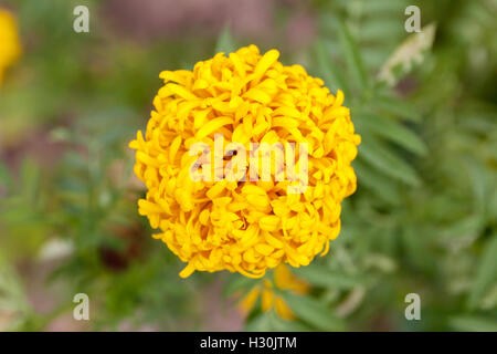 Gelbe Ringelblumen blühen im Garten. Blume mit bunten Schönheit. Stockfoto