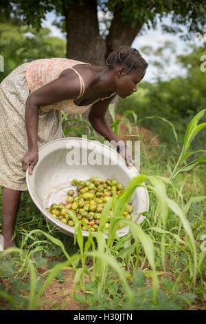 Frauen sammeln gefallener Shea Frucht, die Mutter aus dem zur Herstellung von Shea-Butter und Öl, in Burkina Faso Afrika verwendet wird. Stockfoto