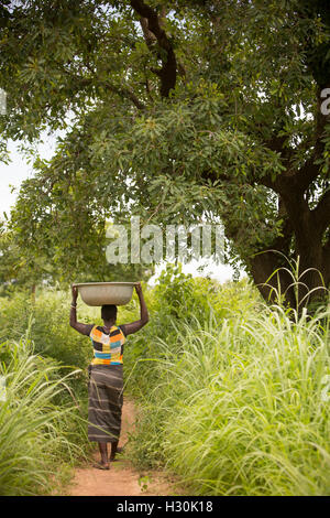 Frauen sammeln gefallener Shea Frucht, die Mutter aus dem zur Herstellung von Shea-Butter und Öl, in Burkina Faso Afrika verwendet wird. Stockfoto