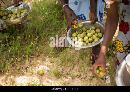 Frauen sammeln gefallener Shea Frucht, die Mutter aus dem zur Herstellung von Shea-Butter und Öl, in Burkina Faso Afrika verwendet wird. Stockfoto