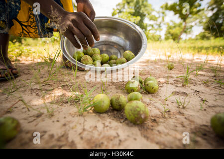 Frauen sammeln gefallener Shea Frucht, die Mutter aus dem zur Herstellung von Shea-Butter und Öl, in Burkina Faso Afrika verwendet wird. Stockfoto