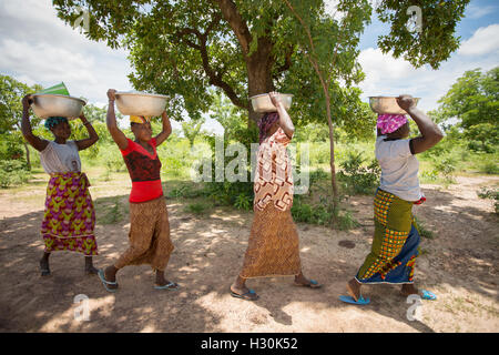 Frauen sammeln gefallener Shea Frucht, die Mutter aus dem zur Herstellung von Shea-Butter und Öl, in Burkina Faso Afrika verwendet wird. Stockfoto