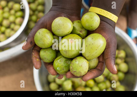 Frauen sammeln gefallener Shea Frucht, die Mutter aus dem zur Herstellung von Shea-Butter und Öl, in Burkina Faso Afrika verwendet wird. Stockfoto