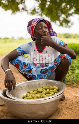 Frauen sammeln gefallener Shea Frucht, die Mutter aus dem zur Herstellung von Shea-Butter und Öl, in Burkina Faso Afrika verwendet wird. Stockfoto