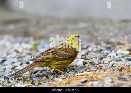 Einen männlichen Goldammer (Emberiza Citrinella) ernährt sich von Boden, Ardnamurchan Halbinsel, Schottland, Großbritannien Stockfoto