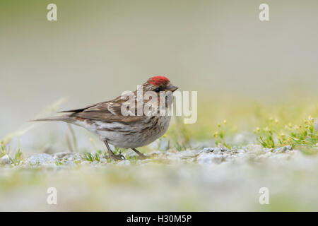 Ein geringerer Redpoll (Zuchtjahr Cabaret) findet Nahrung am Boden, Ardnamurchan Halbinsel, Schottland, Großbritannien Stockfoto