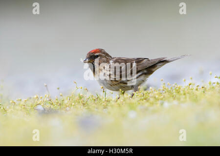 Ein geringerer Redpoll (Zuchtjahr Cabaret) findet Nahrung am Boden, Ardnamurchan Halbinsel, Schottland, Großbritannien Stockfoto