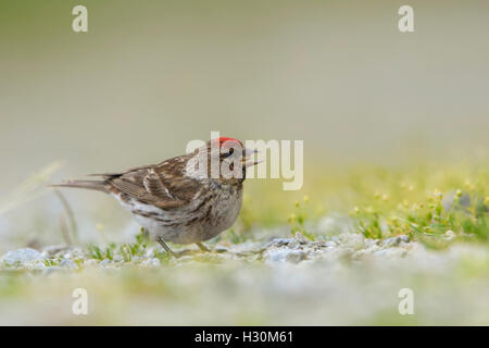 Ein geringerer Redpoll (Zuchtjahr Cabaret) findet Nahrung am Boden, Ardnamurchan Halbinsel, Schottland, Großbritannien Stockfoto