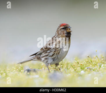 Ein geringerer Redpoll (Zuchtjahr Cabaret) findet Nahrung am Boden, Ardnamurchan Halbinsel, Schottland, Großbritannien Stockfoto