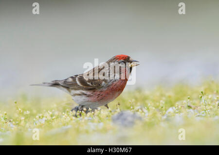 Ein geringerer Redpoll (Zuchtjahr Cabaret) findet Nahrung am Boden, Ardnamurchan Halbinsel, Schottland, Großbritannien Stockfoto