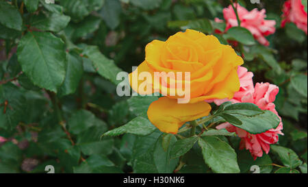 Schöne gelbe rose im Garten, close-up erschossen Stockfoto