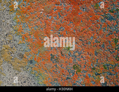 Betonwand mit Flechten Closeup bedeckt Stockfoto