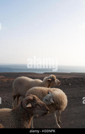 Fuerteventura, Kanarische Inseln, Nordafrika, Spanien: Schafe auf der unbefestigten Straße nach Punta de Jandia, die extremen südlichen Kap der Insel Stockfoto