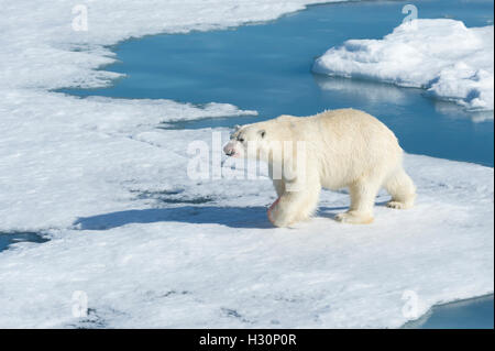 Männlichen Eisbären (Ursus Maritimus) zu Fuß auf das Packeis, Insel Spitzbergen, Svalbard Archipel, Norwegen, Europa Stockfoto