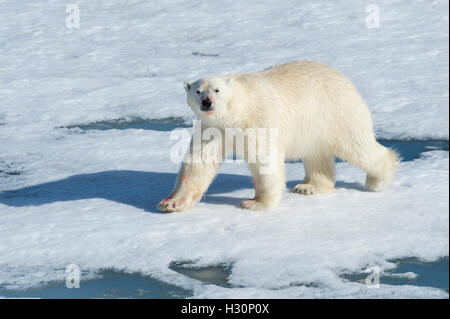 Männlichen Eisbären (Ursus Maritimus) zu Fuß auf das Packeis, Insel Spitzbergen, Svalbard Archipel, Norwegen, Europa Stockfoto