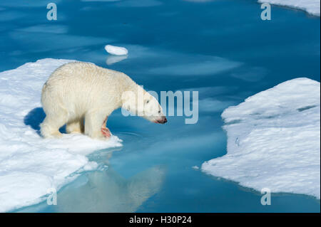 Männlichen Eisbären (Ursus Maritimus) mit Blut auf seine Nase und Bein Strating springen über Eisschollen und blaues Wasser, Spitzbergen Stockfoto