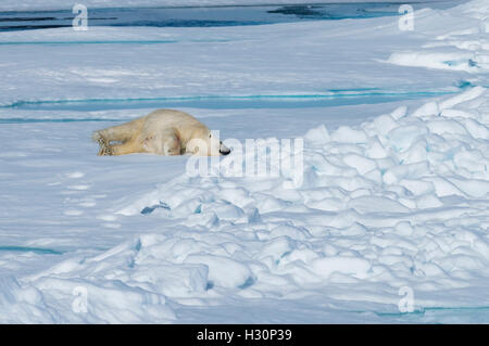 Männlichen Eisbären (Ursus Maritimus) ruhen und stretching auf Packeis, Spitzbergen, Island, Spitzbergen, Norwegen Stockfoto